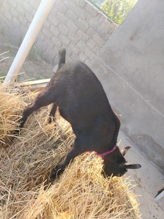 Мурсиана Испанская привазная девочка