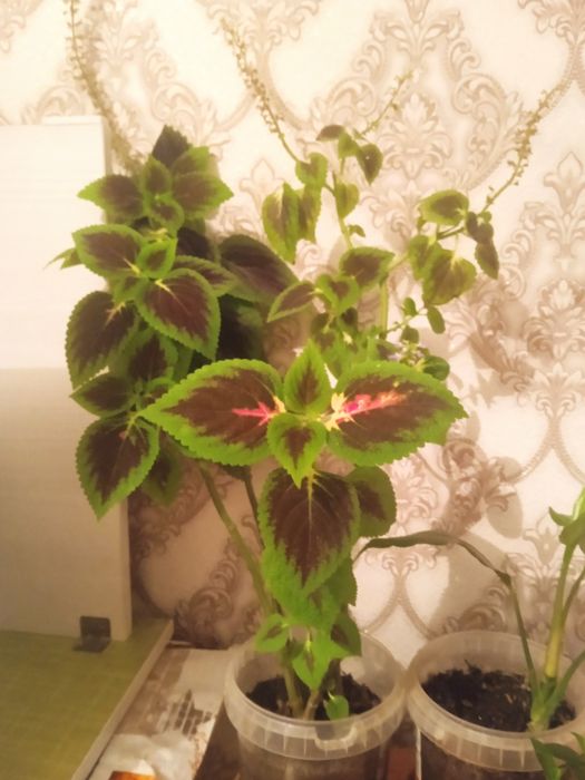 Комнатные растения цветы