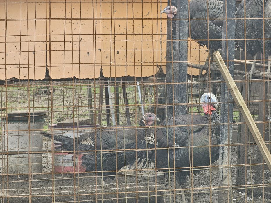 Vând 2 familii de curci bronzate sălbatice