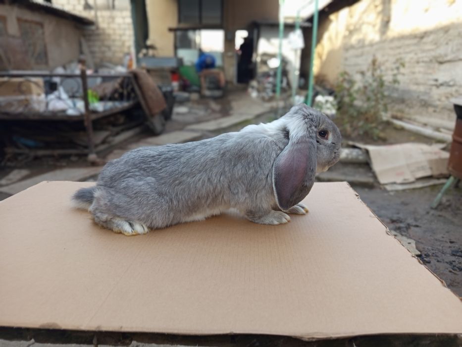 Кролик Французский баран
