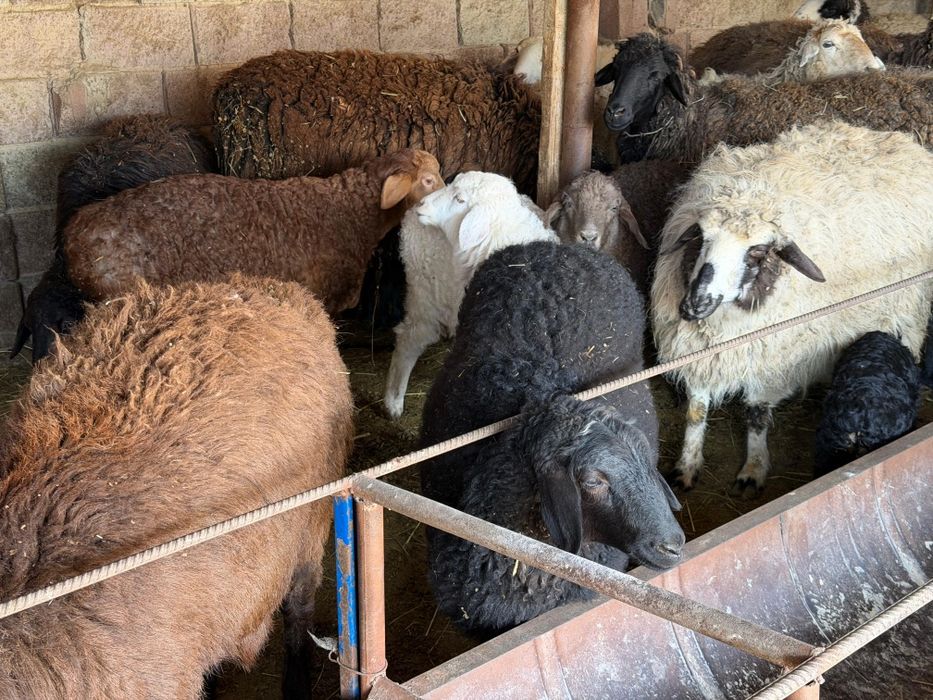 Кой сатылады козылы койлар