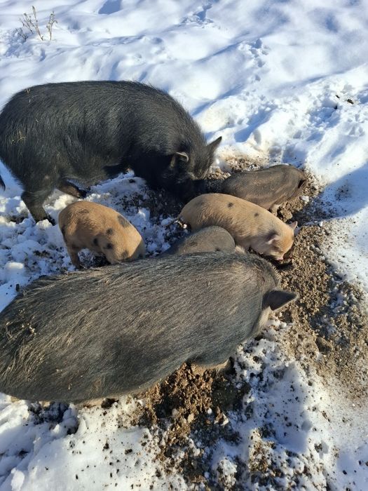 Продавам 4 броя виетнамски прасенца ,3 мъжки и едно женско.