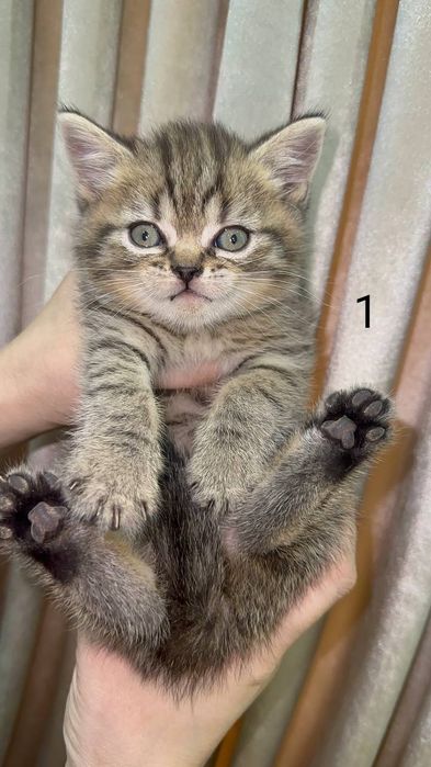 Котята шотландские мушук