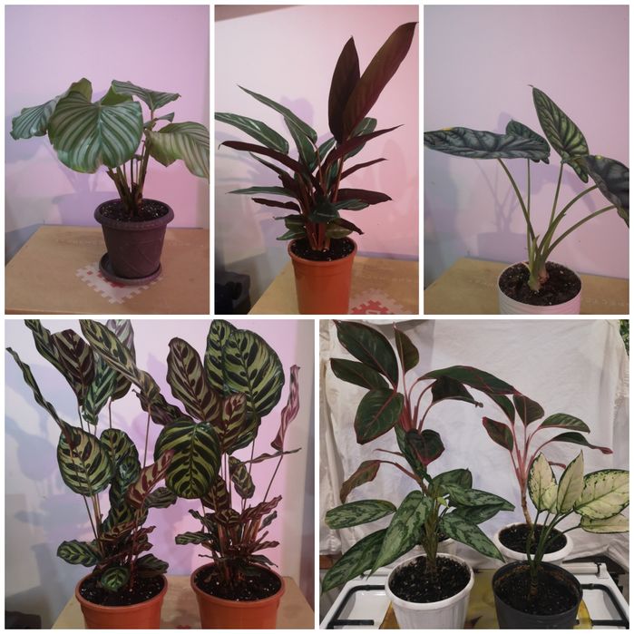 Комнатные растения