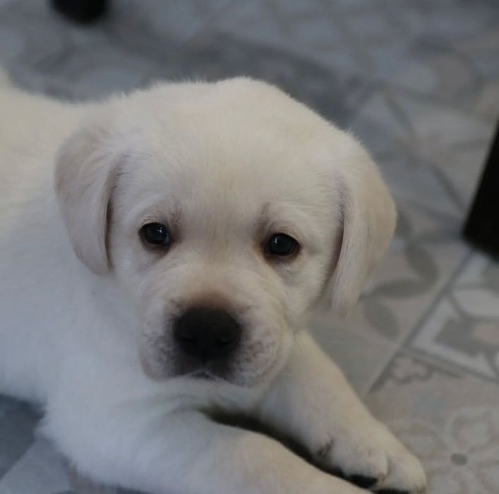 Щенки Лабрадора Астана