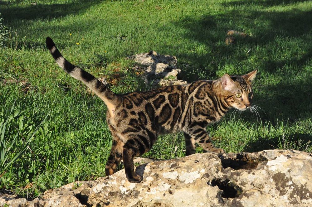 Бенгалски котета