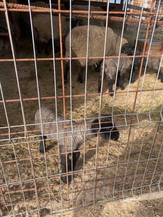 Berbec sulfok de vanzare.