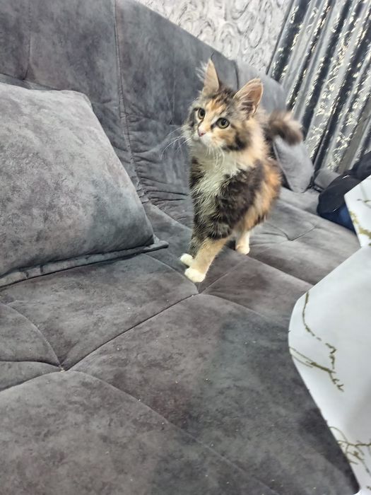 Продам котят мейн-куна!