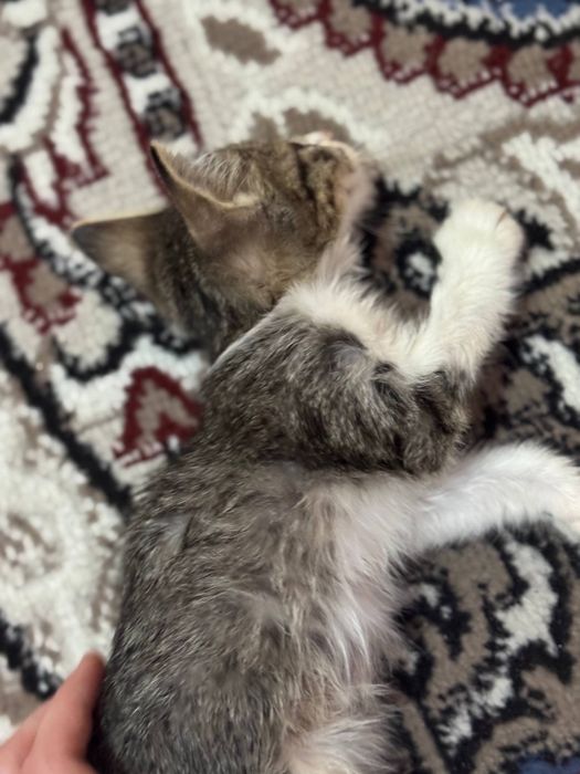 Mushukcha котята