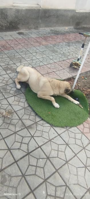 Кангал ургочи  10 .ойли буган