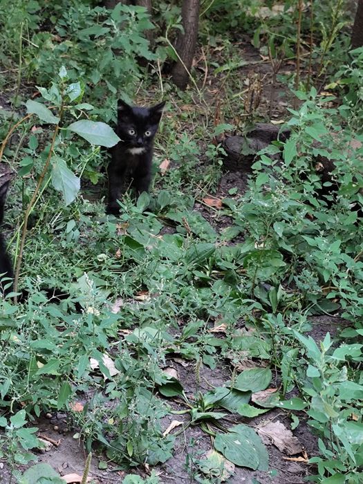 Котята, отдам в хорошие руки.