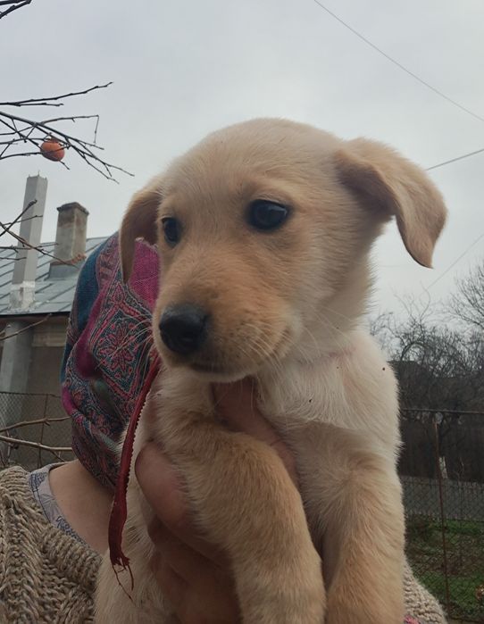 Dragi Prieteni cu Suflet Nobil  Zoro Luna și Atlas sunt la Adoptie.