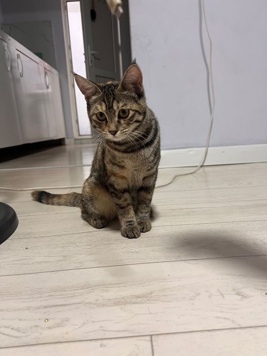 Мысық 6 ай / Кошка 6 мес