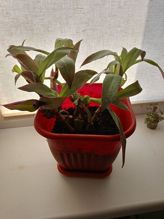 Комнатное растение