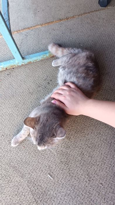 Отдадим кошку в добрые руки