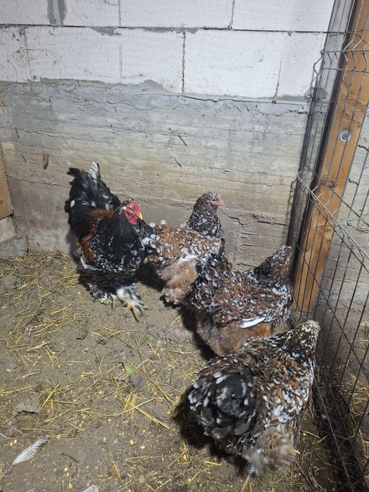 Vand oua Brahma portelan