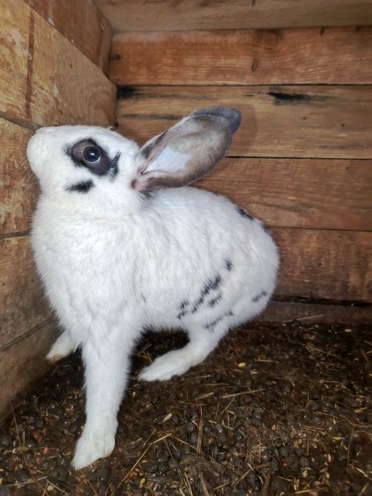 Продам кроликов х