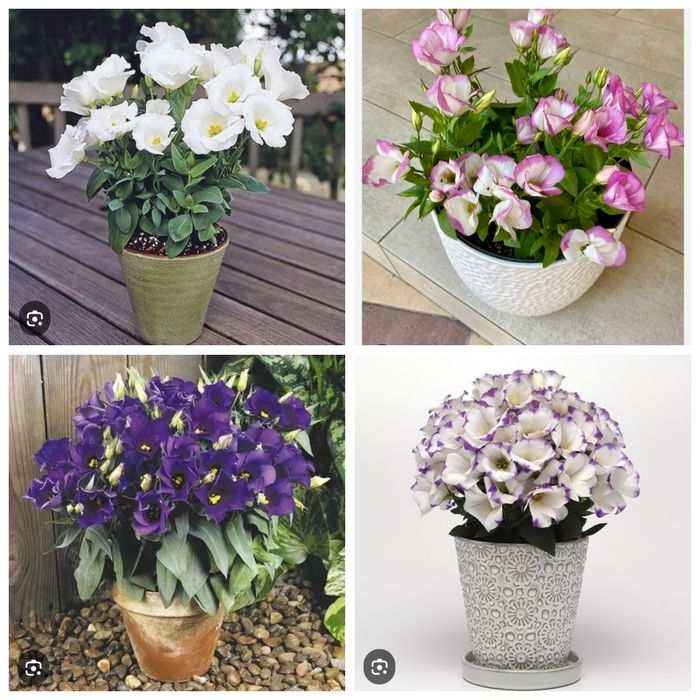 Профессиональные семена цветов