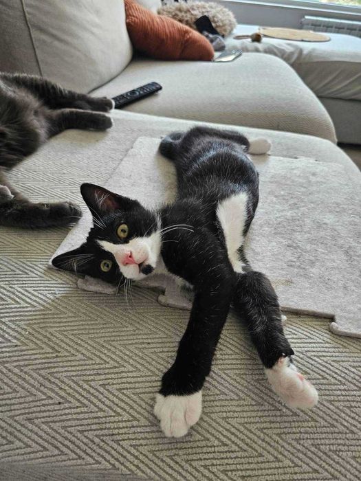 Котараче с благородно сърце търси своя дом
