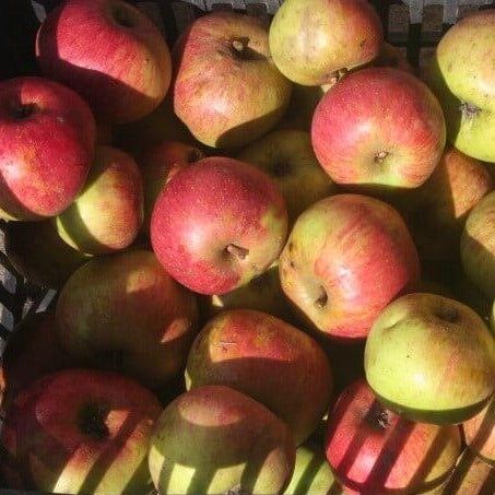 Mar ( Soiul Cretesc Roșu De Prahova )