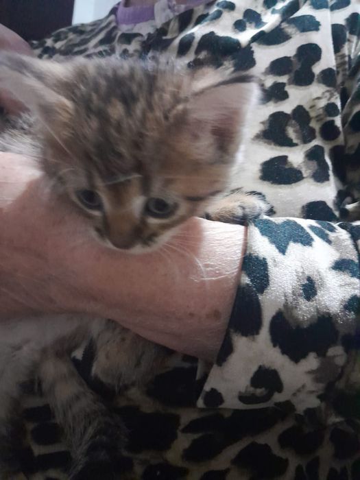 Отдам котят в добрые руки