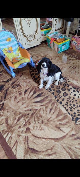 Курцхаар щенки метисы со спанилькой.