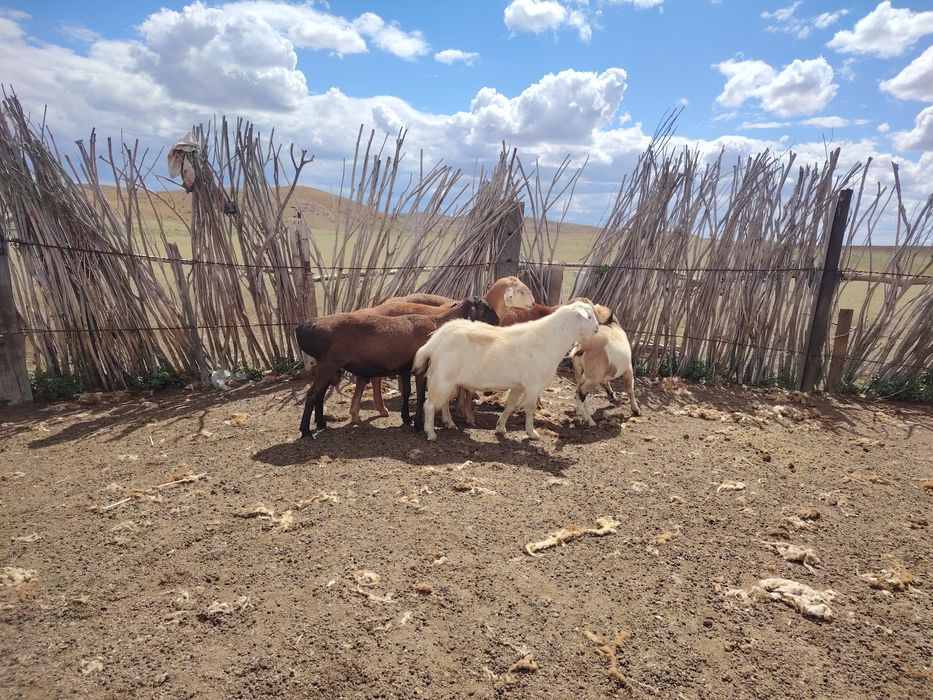 Асыл тұқымды қошқарлар сатылады.