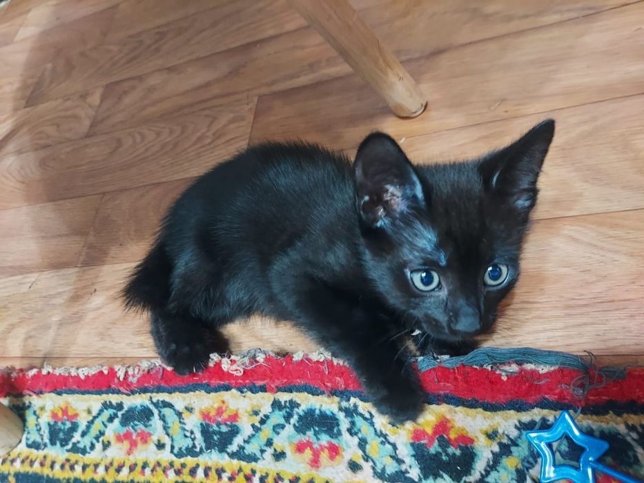 Отдам котят 2 месяца