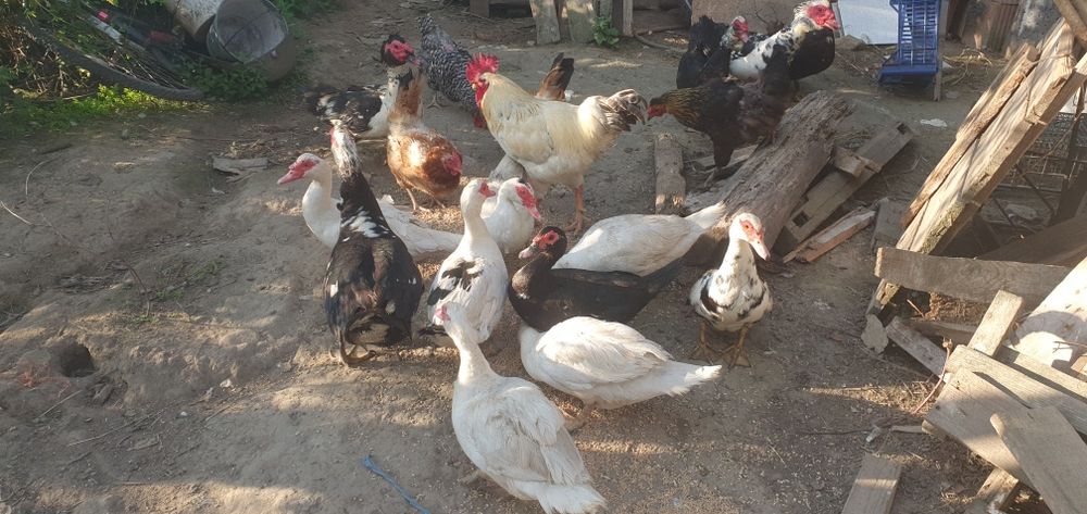 Vând rate mute, rățoi, 1 rata muta cu 15 boboci de 3 zile, cocoși iopani, porumbei