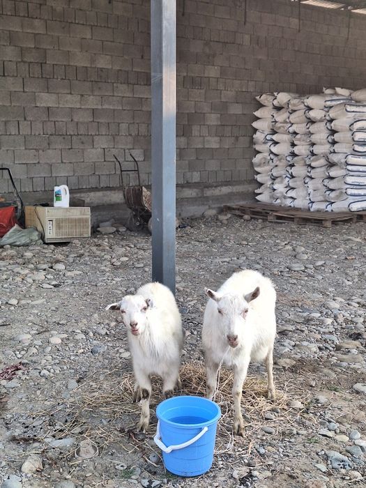 Продаётся Каза с козленком