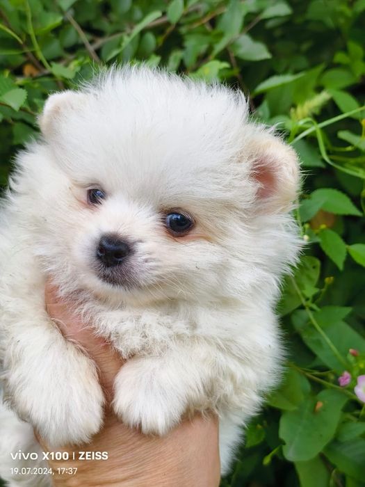 Продам щенков шпица.