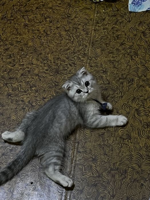 Британсякая короткошерстная серебристая шиншилла