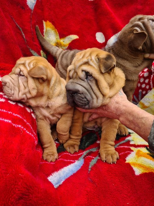 Очаровательные щенки  шарпея.