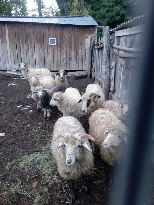 Vând 4 oi  și 3 miei