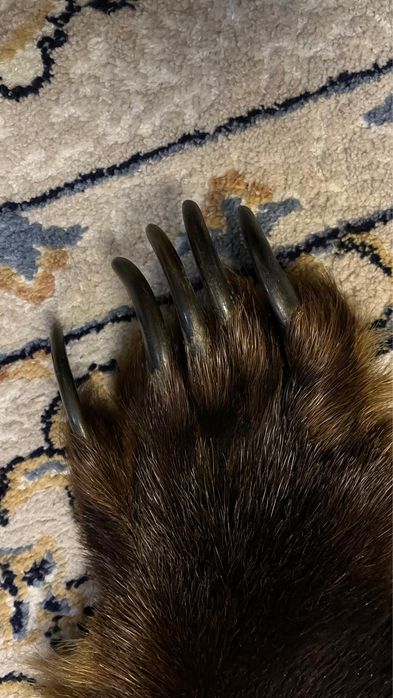 Ковер из натуральной шкуры медведя