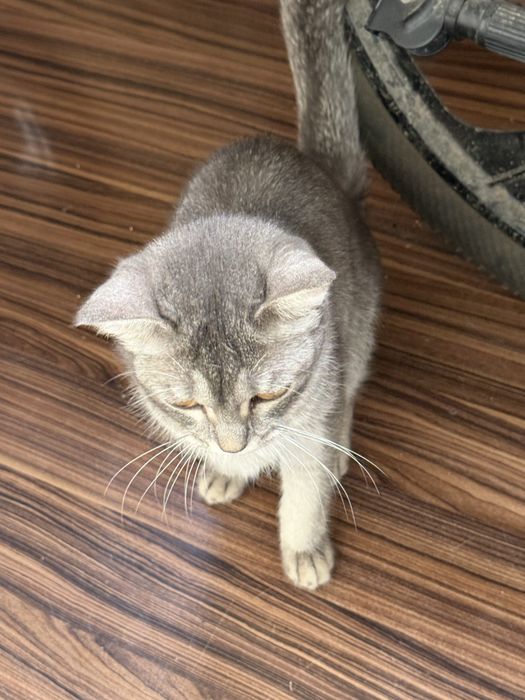 Кошка Шотладская