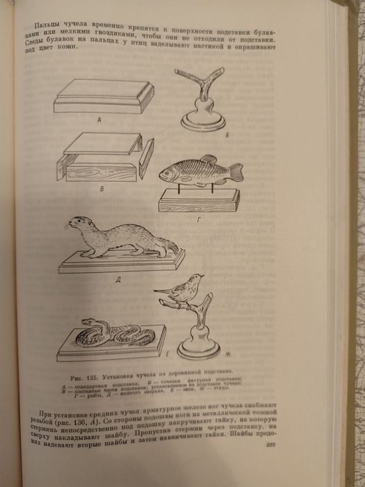 Изготовление чучел, муляжей и моделей животных.
