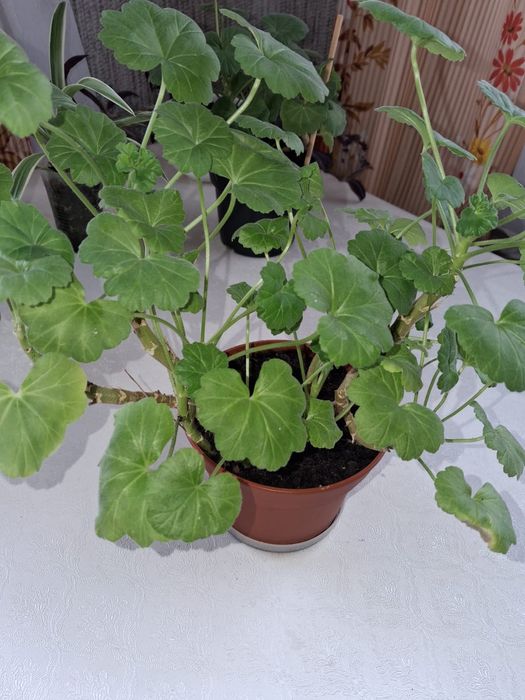 Комнатные   цветы