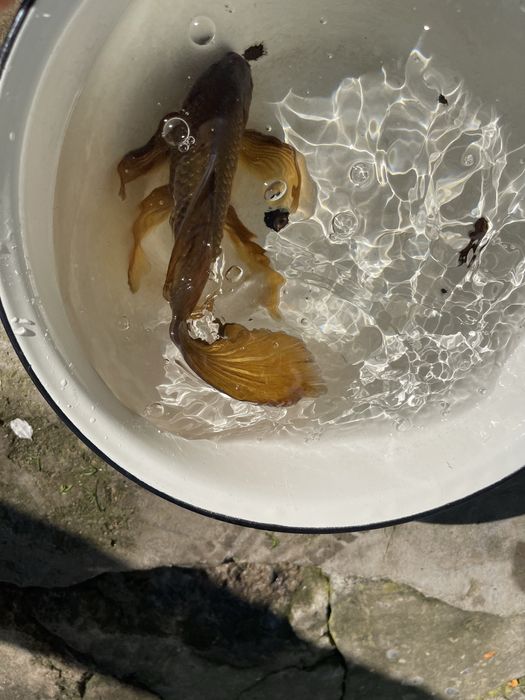 Золотая рыбка камета