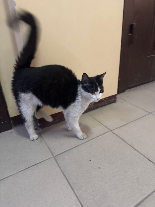 Мысықты асырап алатын адам болса