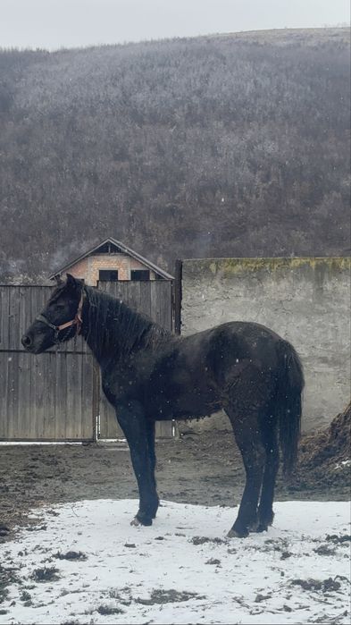 Schimb mânză cu vacă