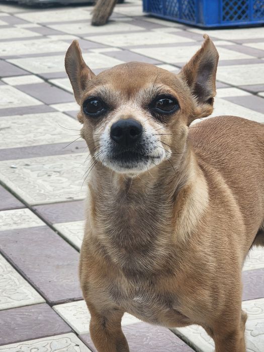 Потерялась собака Жанатурмыс.