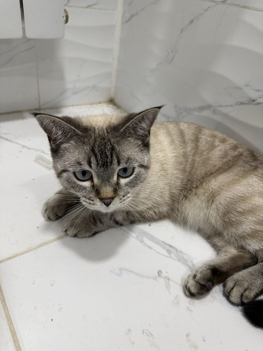 Отдаю кота даром