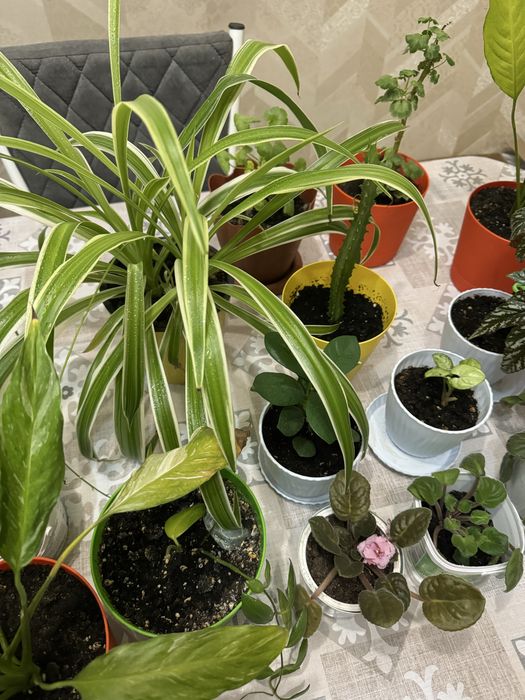 Комнатные цветы, распродажа!