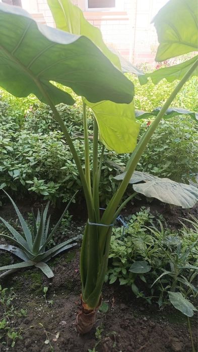 Цветы Арма. Продаётся