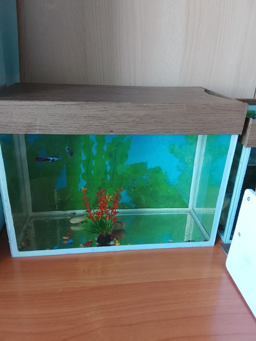 Продам аквариум с рыбками.
