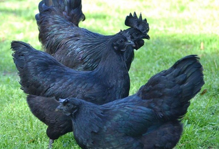 Аям цемани молодняк