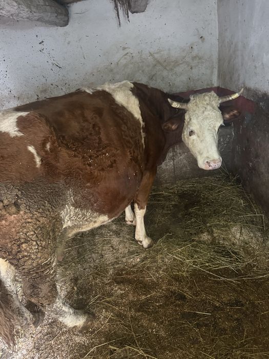 Vaca Baltata romaneasca