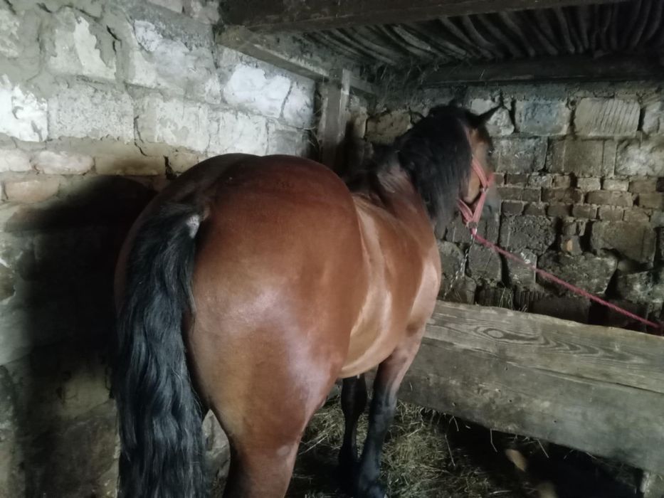 Manz de vanzare  in Odoreu