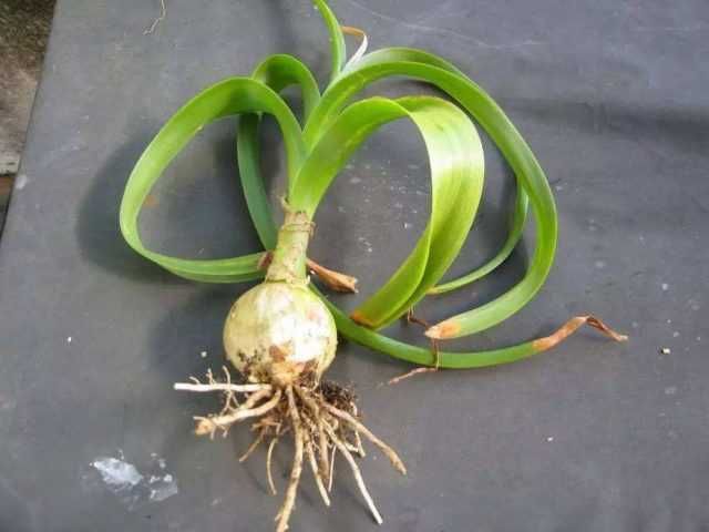 Индийский лук ( Птицемлечник )